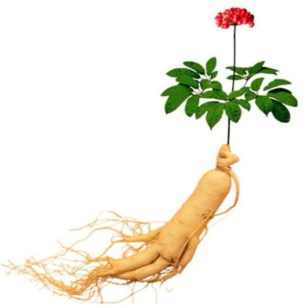 Root de ginseng dans xtrazex (1)