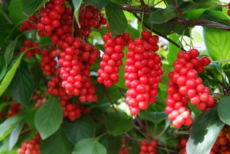 Schisandra pour augmenter la puissance
